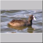 Fulica atra - Blaesshuhn 04.jpg